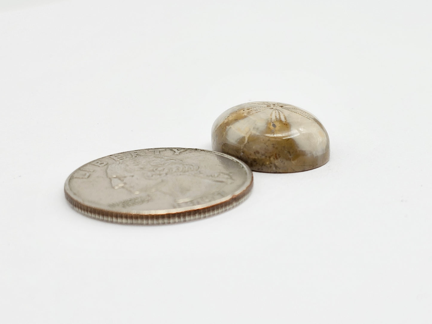 Sea Urchin (Sand Dollar) Fossil Cabochon – Mexican Echinoid