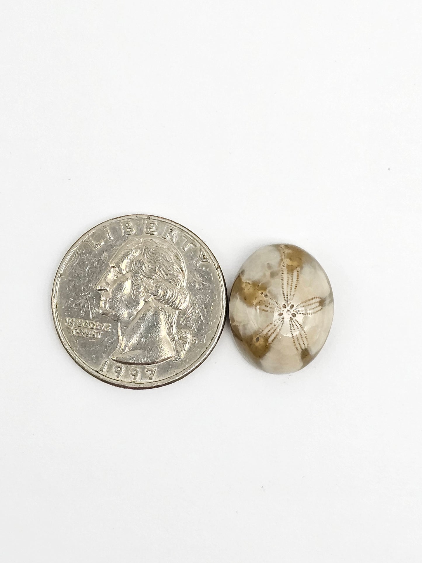 Sea Urchin (Sand Dollar) Fossil Cabochon – Mexican Echinoid