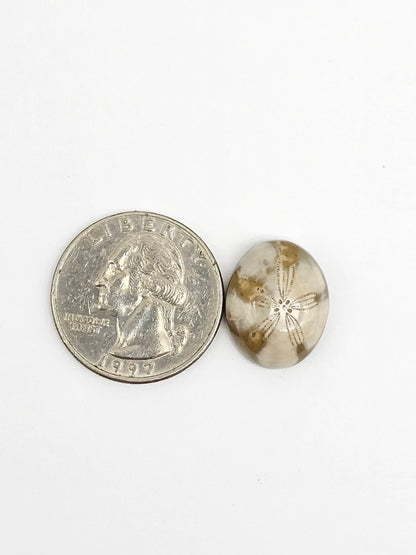 Sea Urchin (Sand Dollar) Fossil Cabochon – Mexican Echinoid