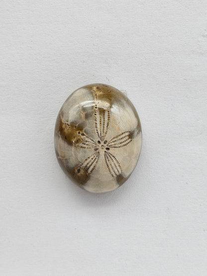 Sea Urchin (Sand Dollar) Fossil Cabochon – Mexican Echinoid
