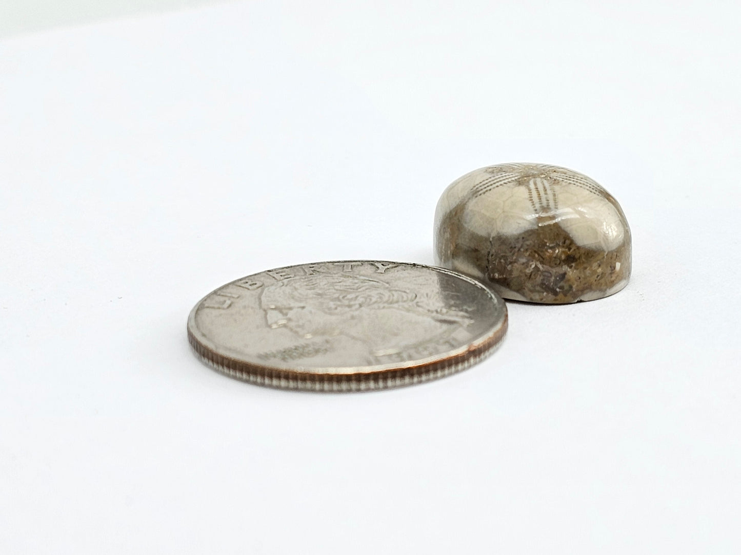 Sea Urchin (Sand Dollar) Fossil Cabochon – Mexican Echinoid