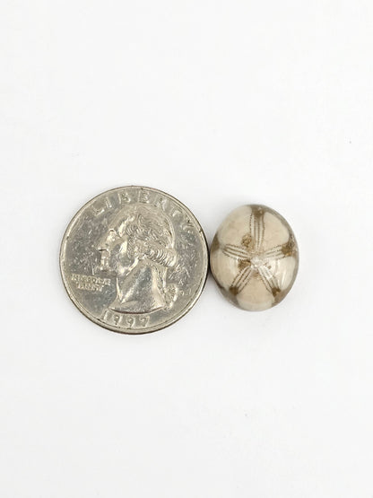 Sea Urchin (Sand Dollar) Fossil Cabochon – Mexican Echinoid