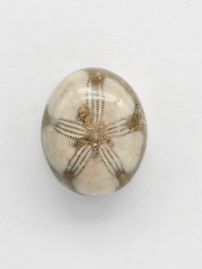 Sea Urchin (Sand Dollar) Fossil Cabochon – Mexican Echinoid
