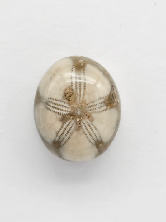 Sea Urchin (Sand Dollar) Fossil Cabochon – Mexican Echinoid
