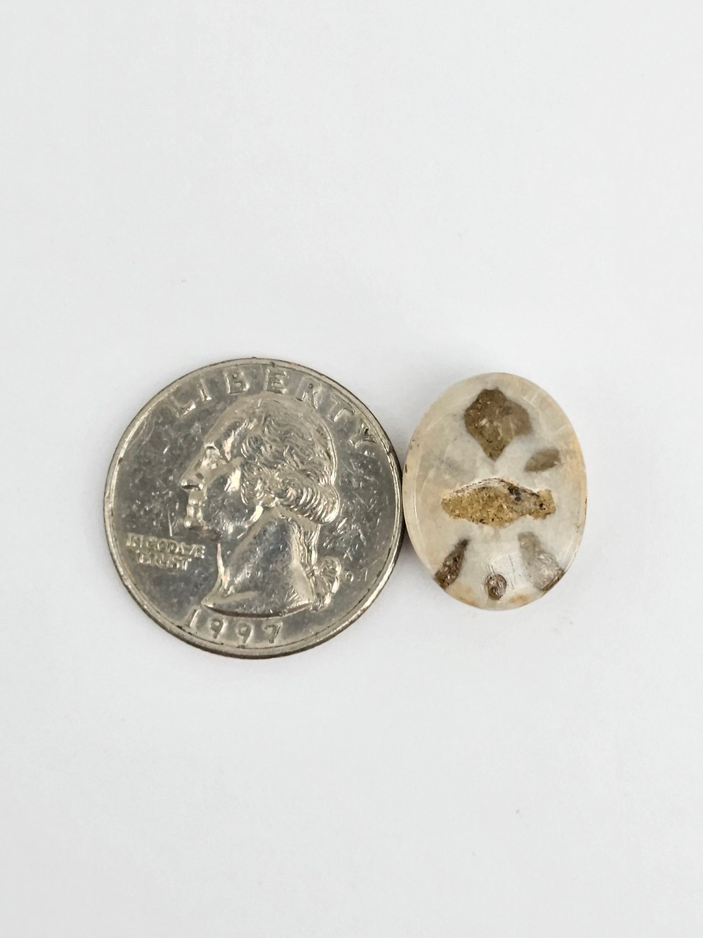 Sea Urchin (Sand Dollar) Fossil Cabochon – Mexican Echinoid