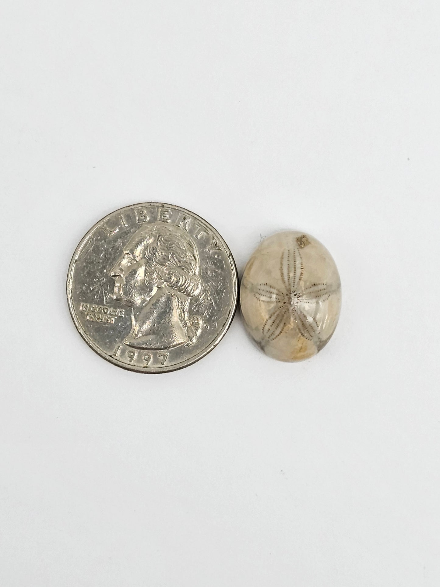 Sea Urchin (Sand Dollar) Fossil Cabochon – Mexican Echinoid