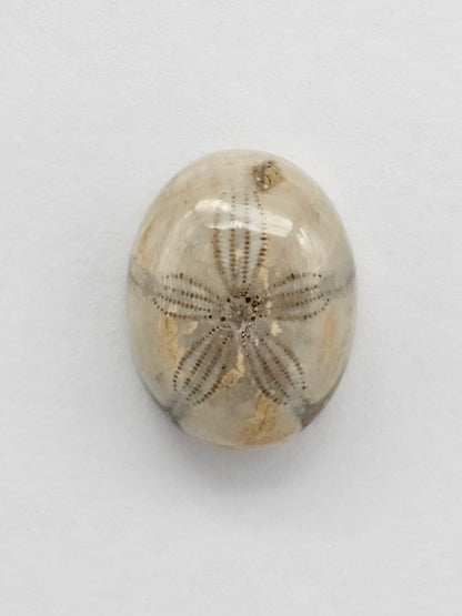 Sea Urchin (Sand Dollar) Fossil Cabochon – Mexican Echinoid