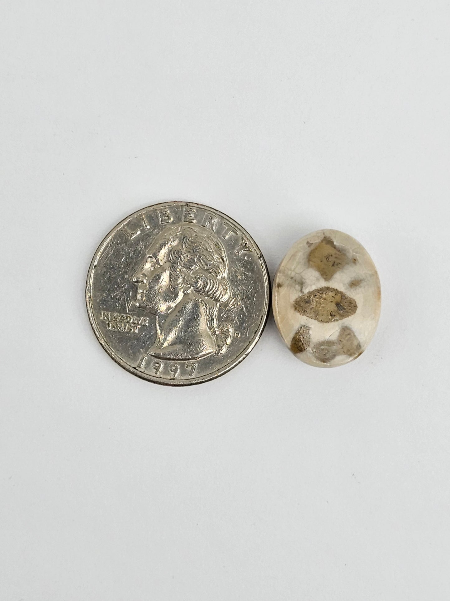 Sea Urchin (Sand Dollar) Fossil Cabochon – Mexican Echinoid