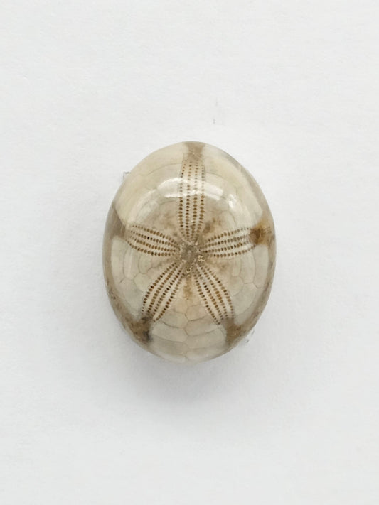 Sea Urchin (Sand Dollar) Fossil Cabochon – Mexican Echinoid