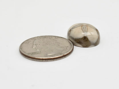 Sea Urchin (Sand Dollar) Fossil Cabochon – Mexican Echinoid
