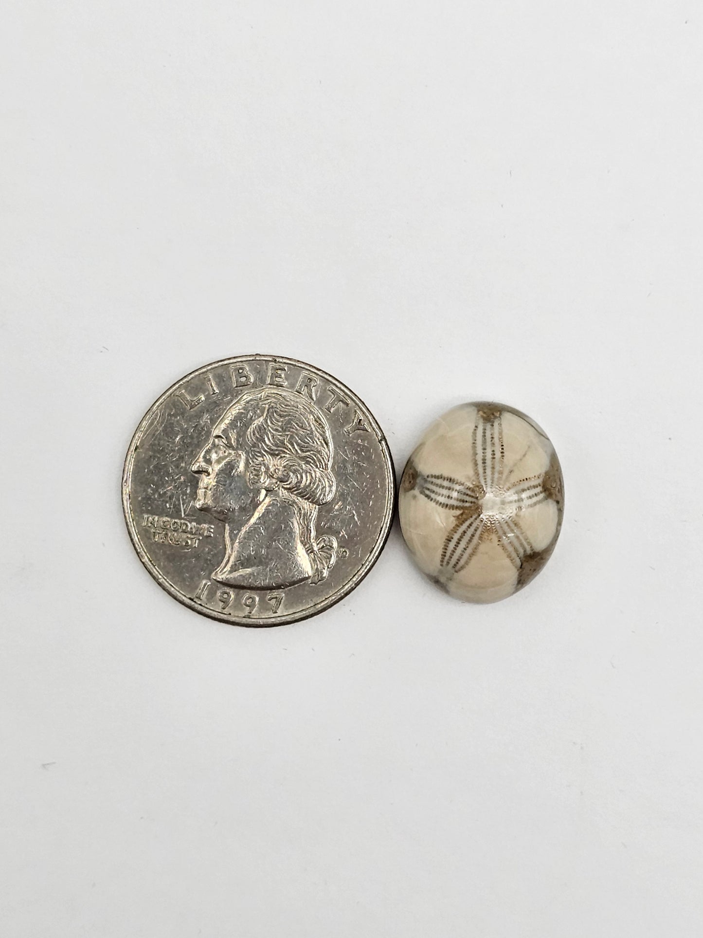 Sea Urchin (Sand Dollar) Fossil Cabochon – Mexican Echinoid