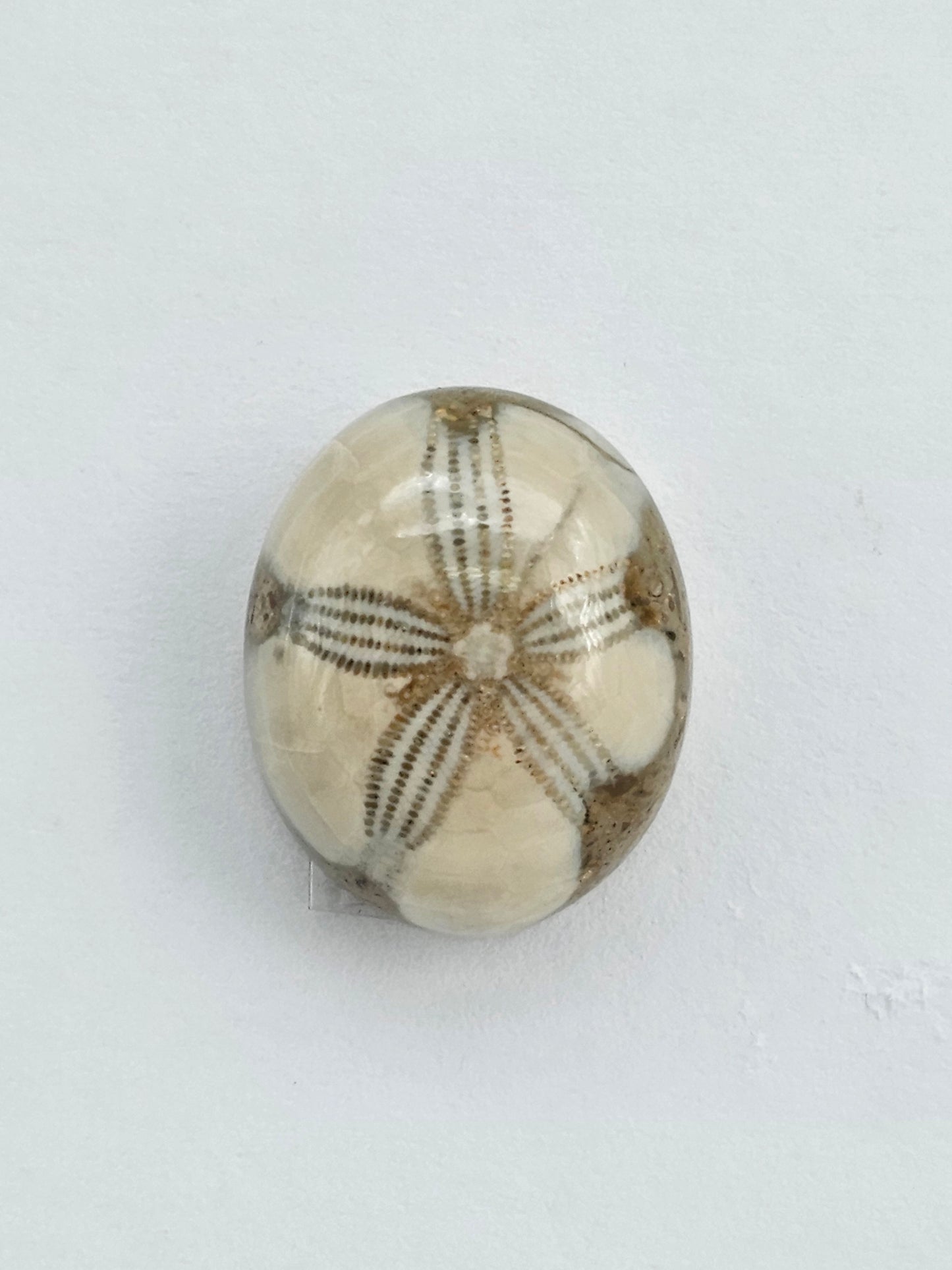 Sea Urchin (Sand Dollar) Fossil Cabochon – Mexican Echinoid