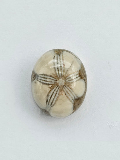Sea Urchin (Sand Dollar) Fossil Cabochon – Mexican Echinoid
