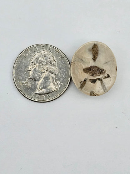 Sand dollar fossil medium