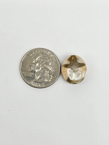 Sea Urchin (Sand Dollar) Fossil Cabochon – Mexican Echinoid