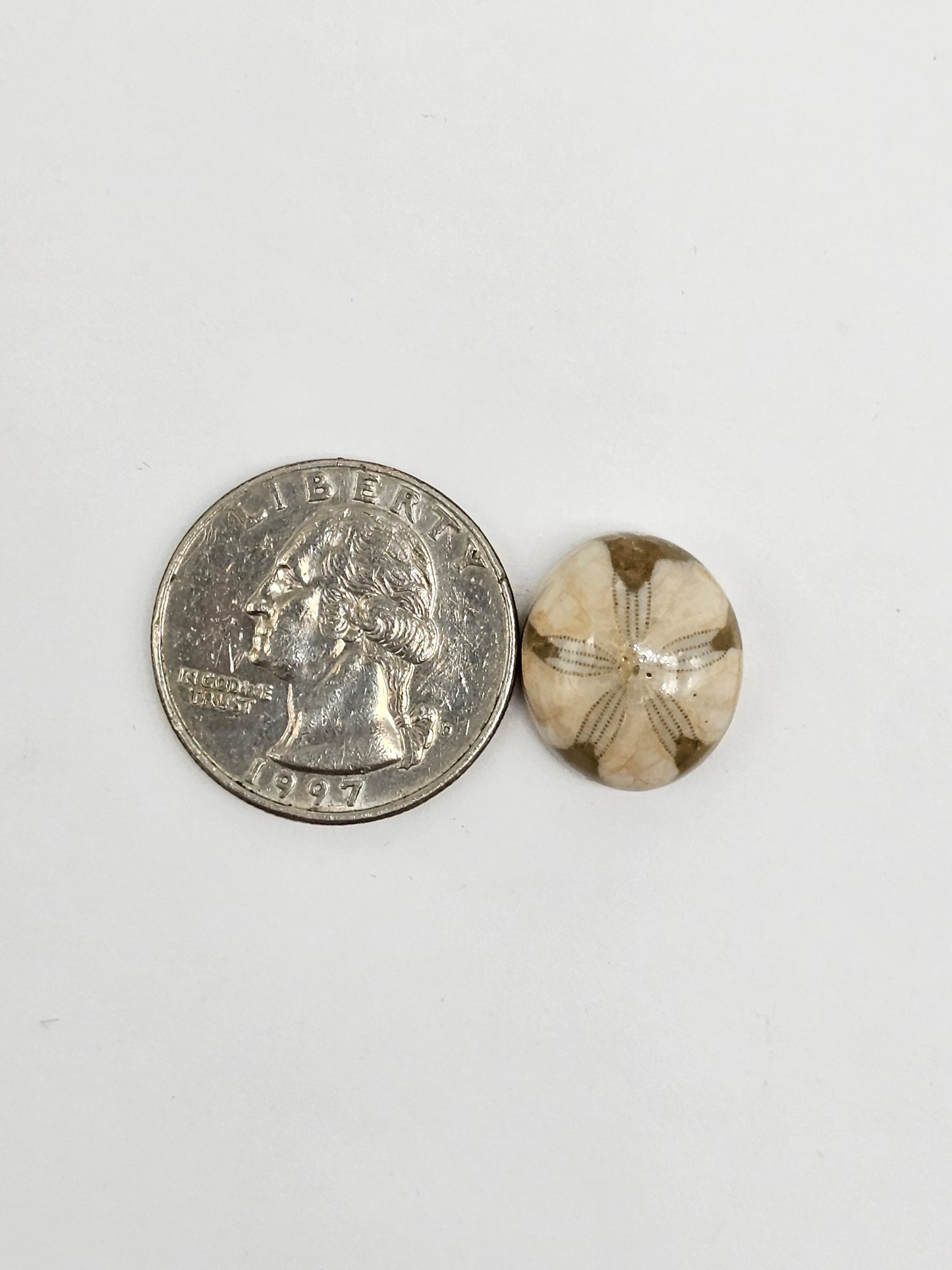 Sea Urchin (Sand Dollar) Fossil Cabochon – Mexican Echinoid