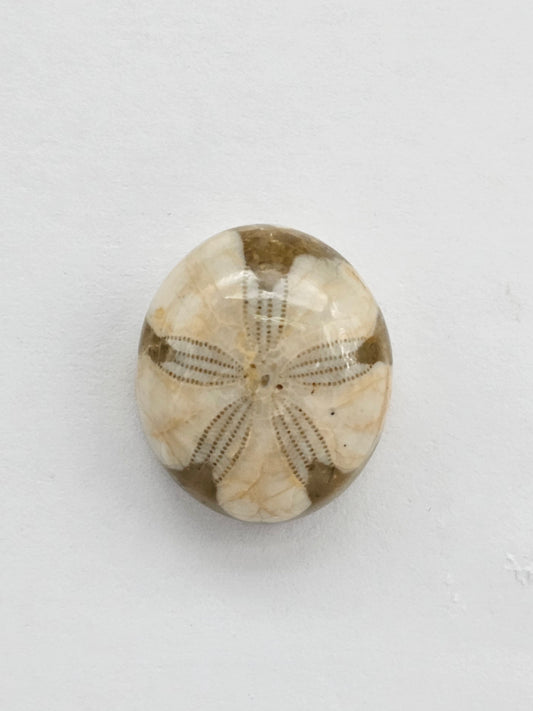 Sea Urchin (Sand Dollar) Fossil Cabochon – Mexican Echinoid