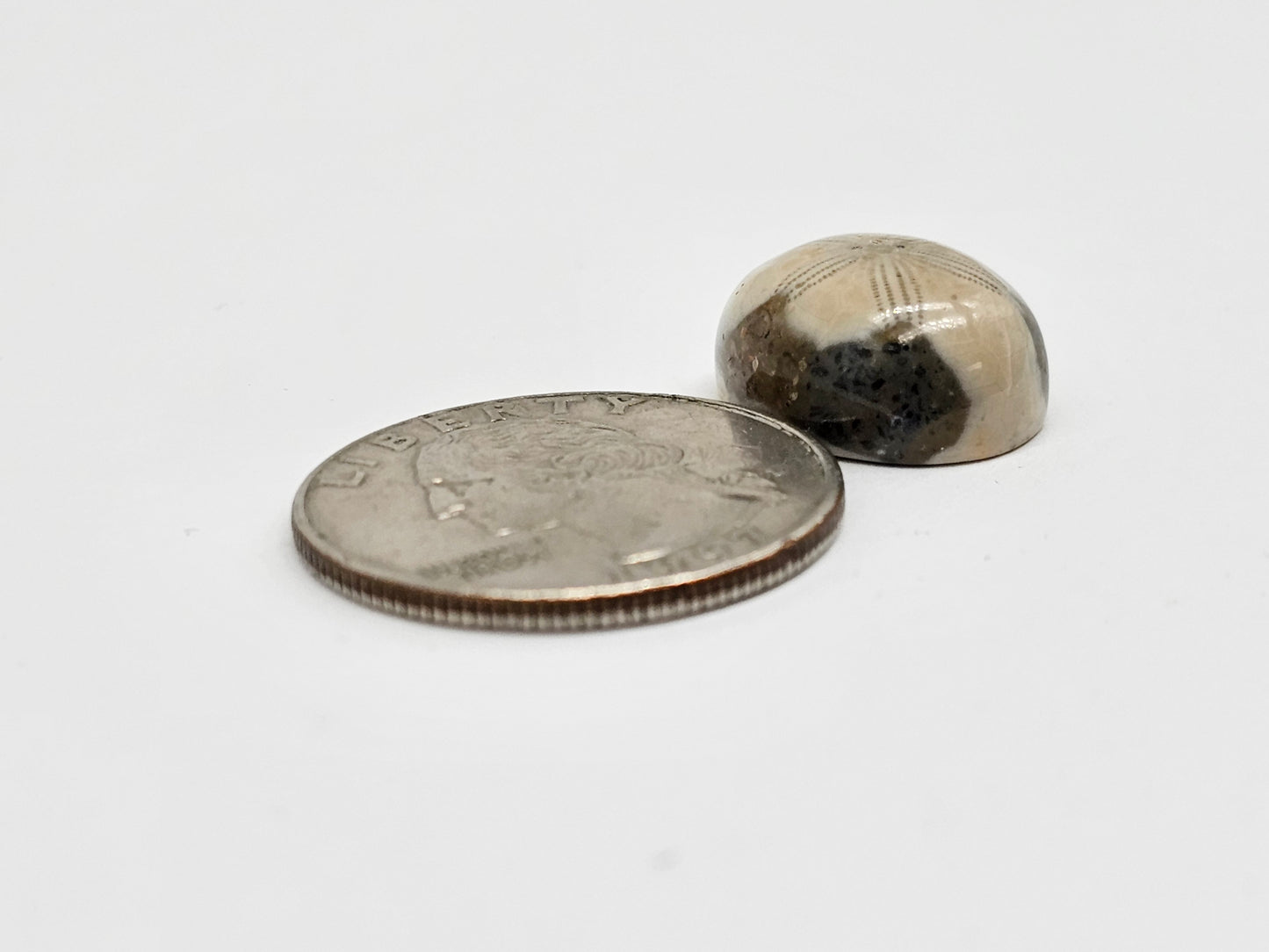 Sea Urchin (Sand Dollar) Fossil Cabochon – Mexican Echinoid