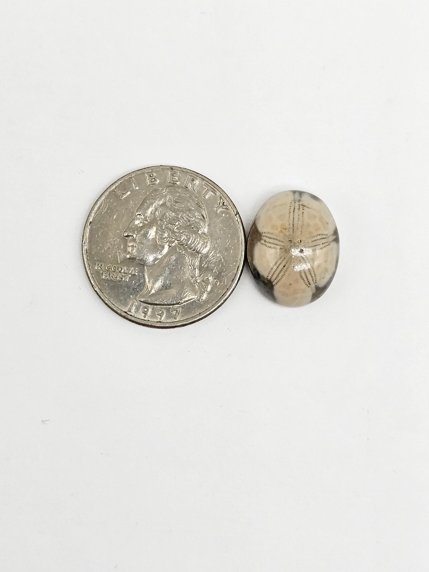 Sea Urchin (Sand Dollar) Fossil Cabochon – Mexican Echinoid