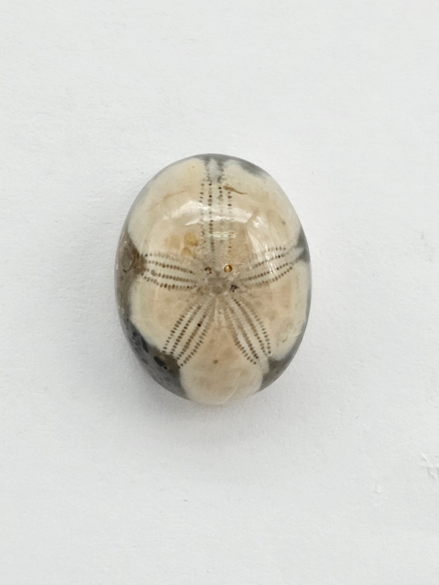 Sea Urchin (Sand Dollar) Fossil Cabochon – Mexican Echinoid