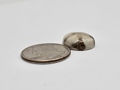 Sea Urchin (Sand Dollar) Fossil Cabochon – Mexican Echinoid