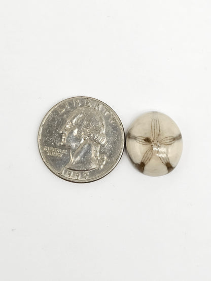 Sea Urchin (Sand Dollar) Fossil Cabochon – Mexican Echinoid