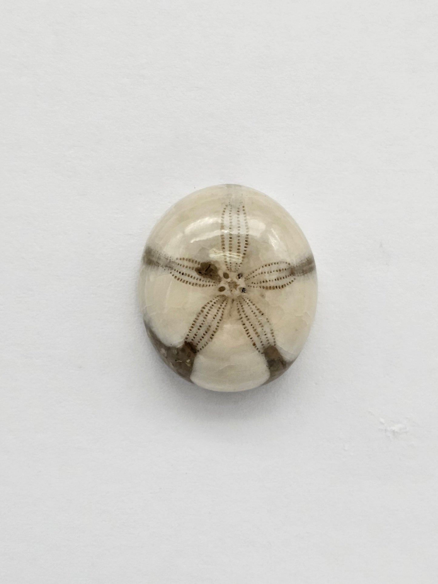 Sea Urchin (Sand Dollar) Fossil Cabochon – Mexican Echinoid