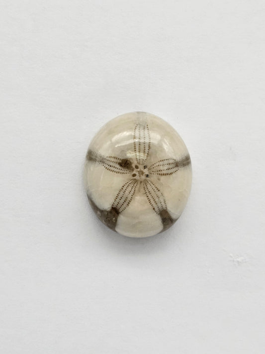 Sea Urchin (Sand Dollar) Fossil Cabochon – Mexican Echinoid