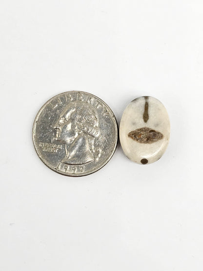 Sea Urchin (Sand Dollar) Fossil Cabochon – Mexican Echinoid