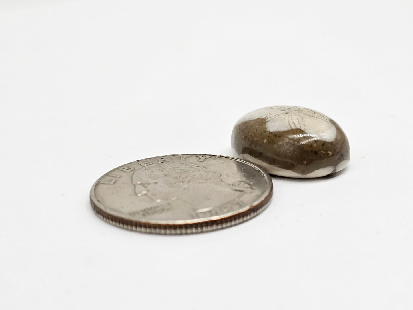 Sea Urchin (Sand Dollar) Fossil Cabochon – Mexican Echinoid