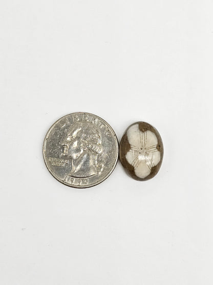Sea Urchin (Sand Dollar) Fossil Cabochon – Mexican Echinoid