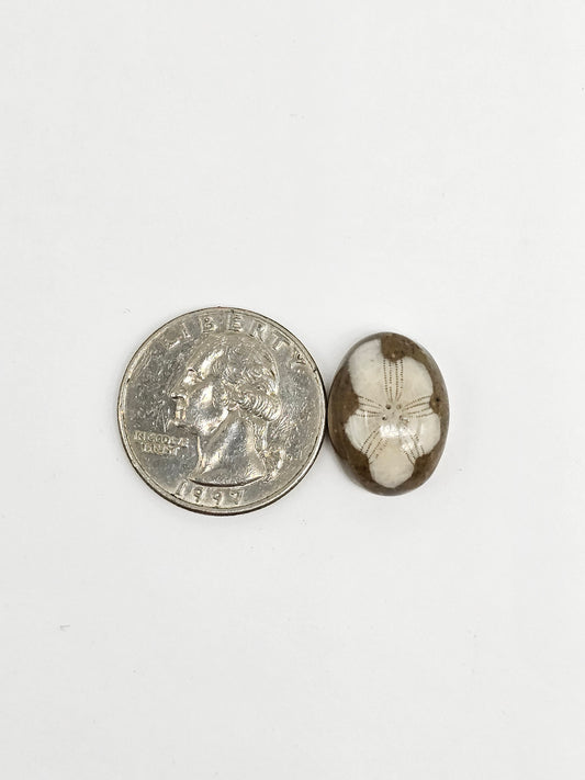 Sea Urchin (Sand Dollar) Fossil Cabochon – Mexican Echinoid