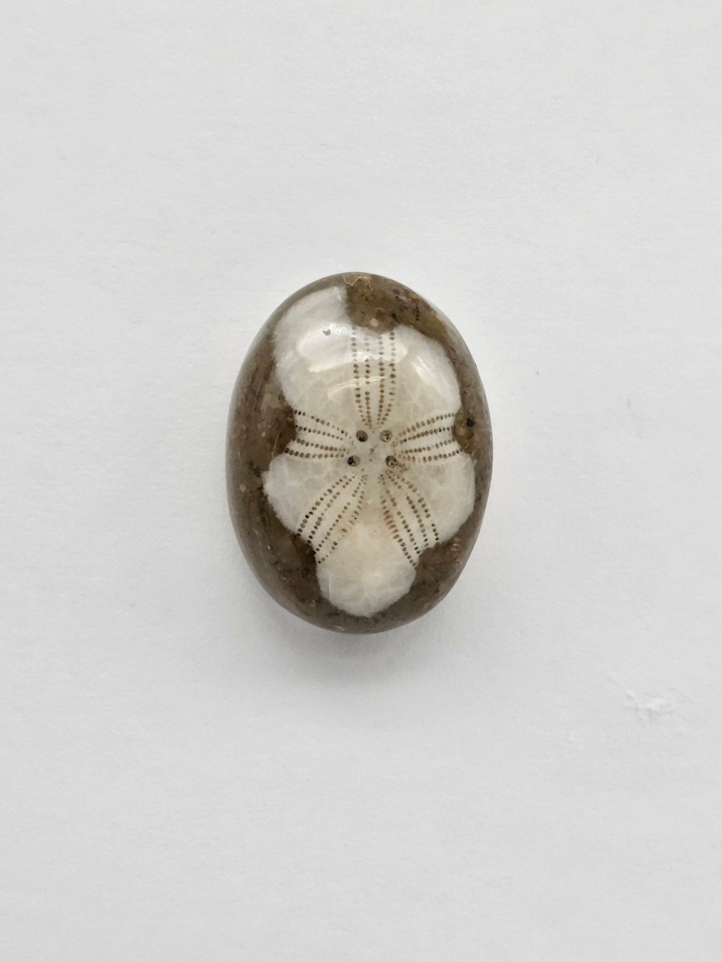 Sea Urchin (Sand Dollar) Fossil Cabochon – Mexican Echinoid