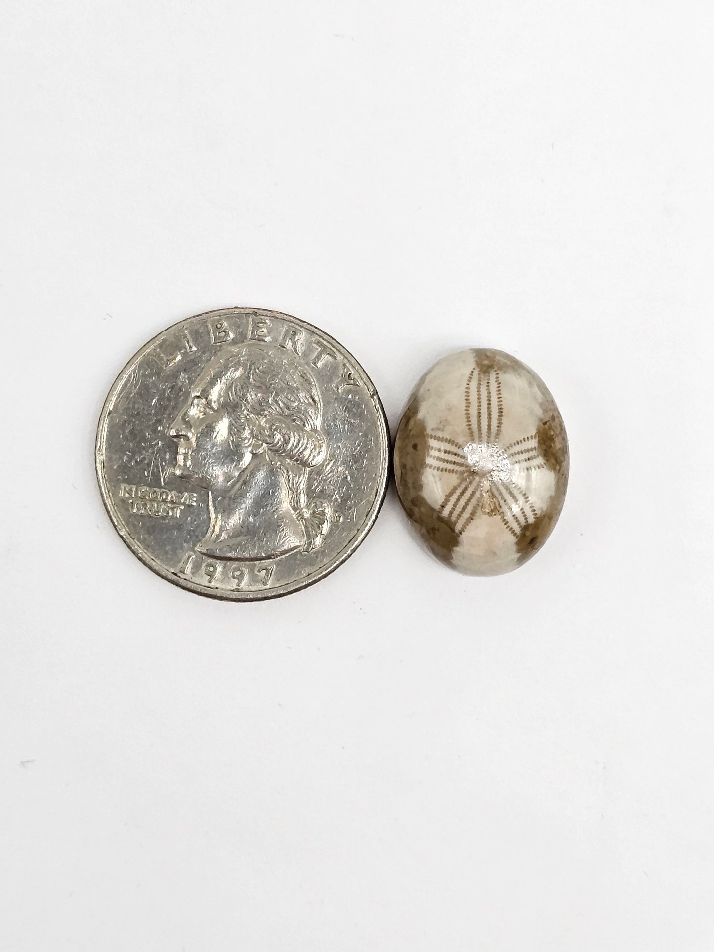 Sea Urchin (Sand Dollar) Fossil Cabochon – Mexican Echinoid