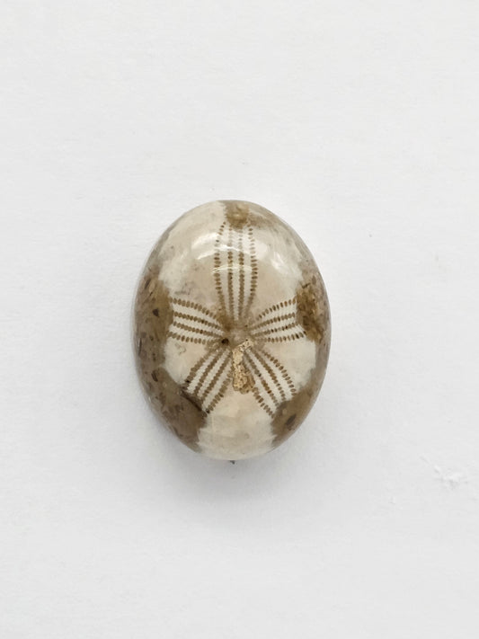 Sea Urchin (Sand Dollar) Fossil Cabochon – Mexican Echinoid