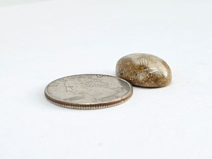 Sea Urchin (Sand Dollar) Fossil Cabochon – Mexican Echinoid