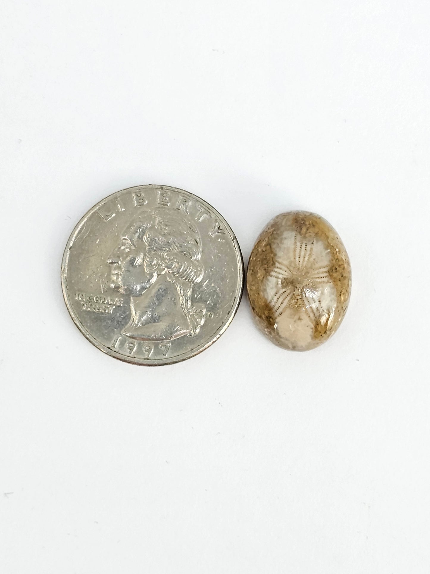 Sea Urchin (Sand Dollar) Fossil Cabochon – Mexican Echinoid
