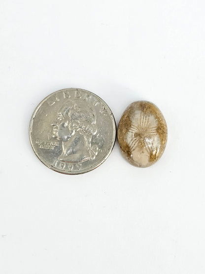 Sea Urchin (Sand Dollar) Fossil Cabochon – Mexican Echinoid