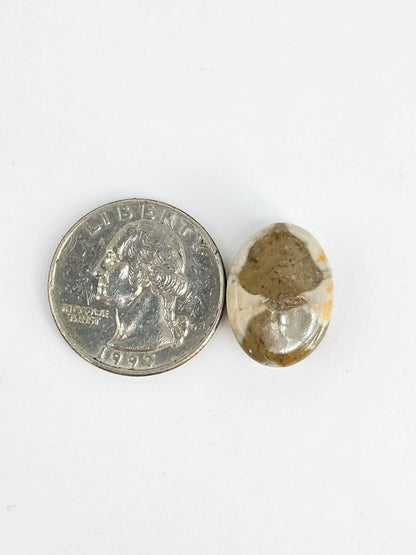 Sea Urchin (Sand Dollar) Fossil Cabochon – Mexican Echinoid