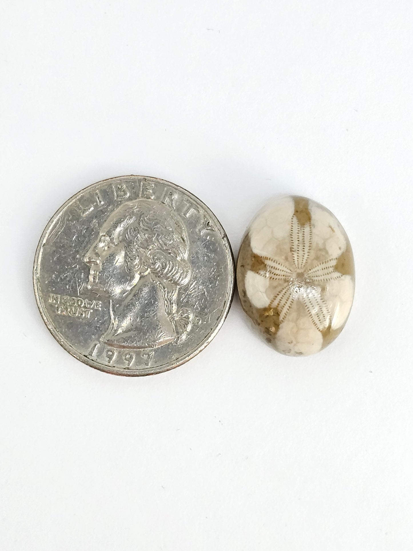 Sea Urchin (Sand Dollar) Fossil Cabochon – Mexican Echinoid