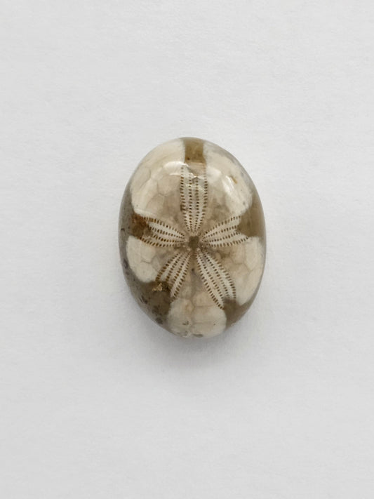 Sea Urchin (Sand Dollar) Fossil Cabochon – Mexican Echinoid