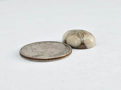 Sea Urchin (Sand Dollar) Fossil Cabochon – Mexican Echinoid