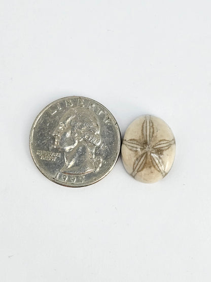 Sea Urchin (Sand Dollar) Fossil Cabochon – Mexican Echinoid