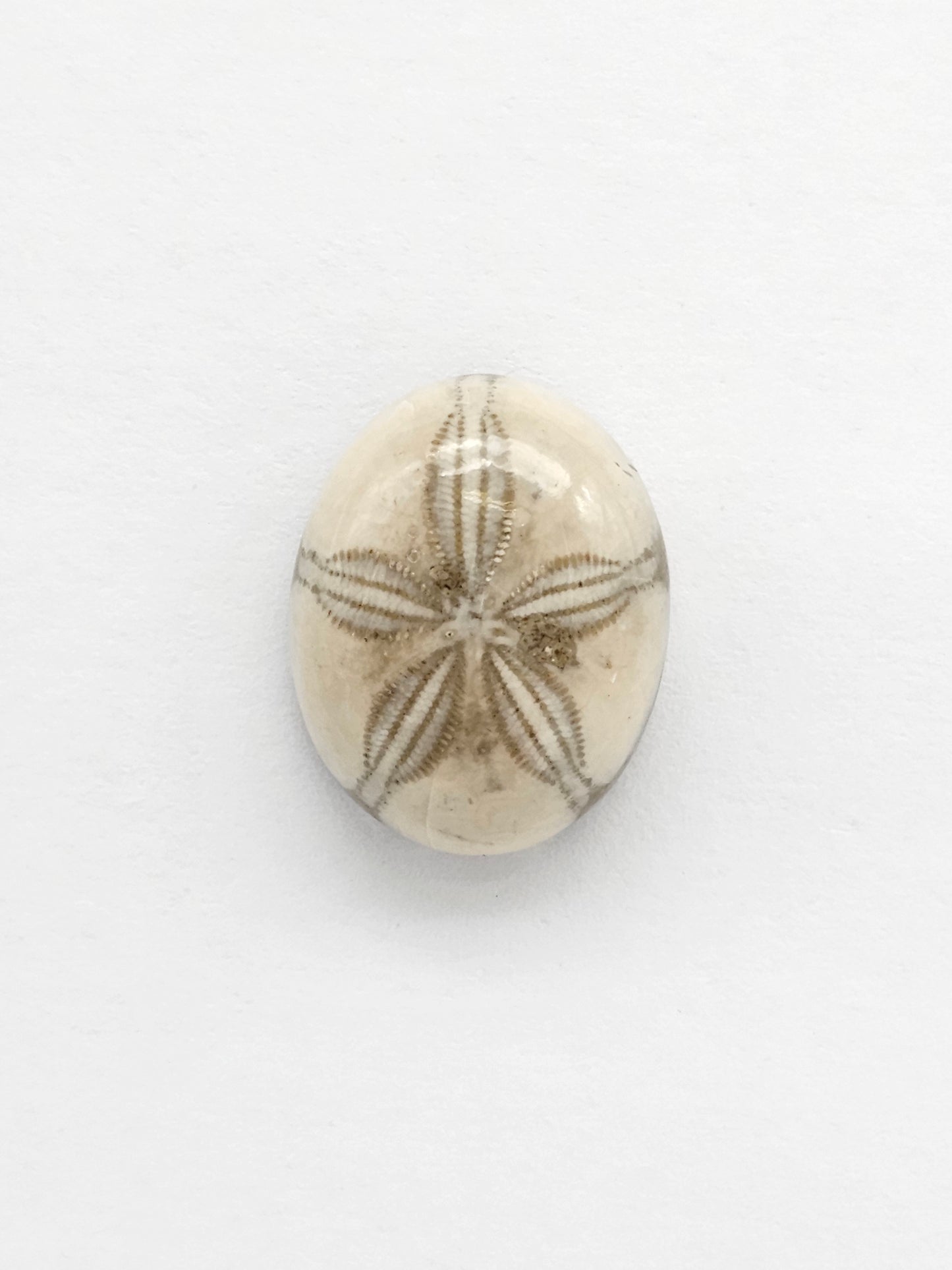 Sea Urchin (Sand Dollar) Fossil Cabochon – Mexican Echinoid