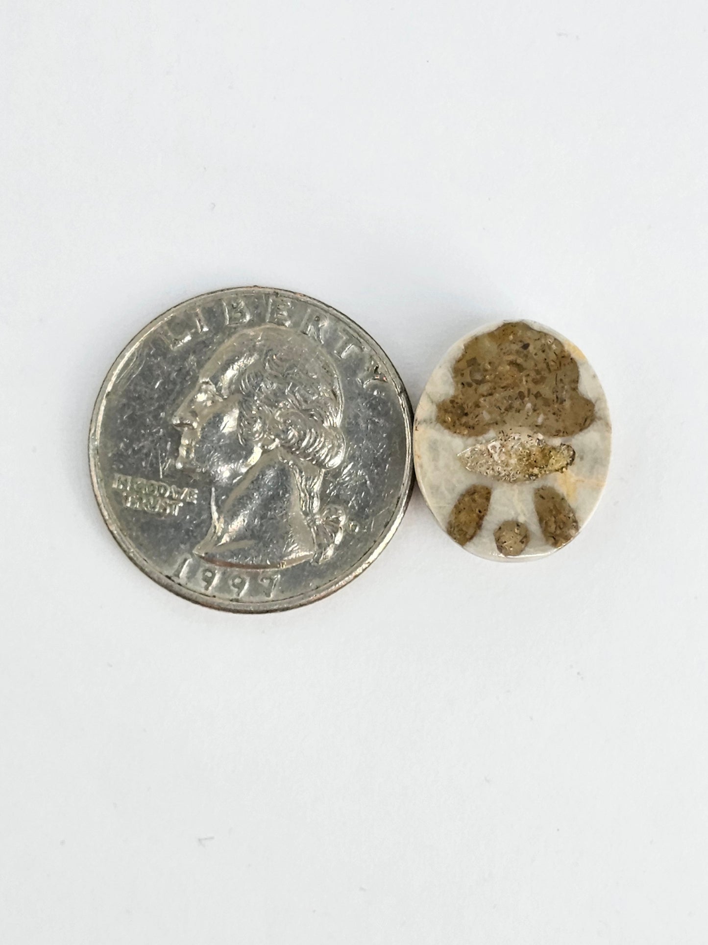 Sea Urchin (Sand Dollar) Fossil Cabochon – Mexican Echinoid