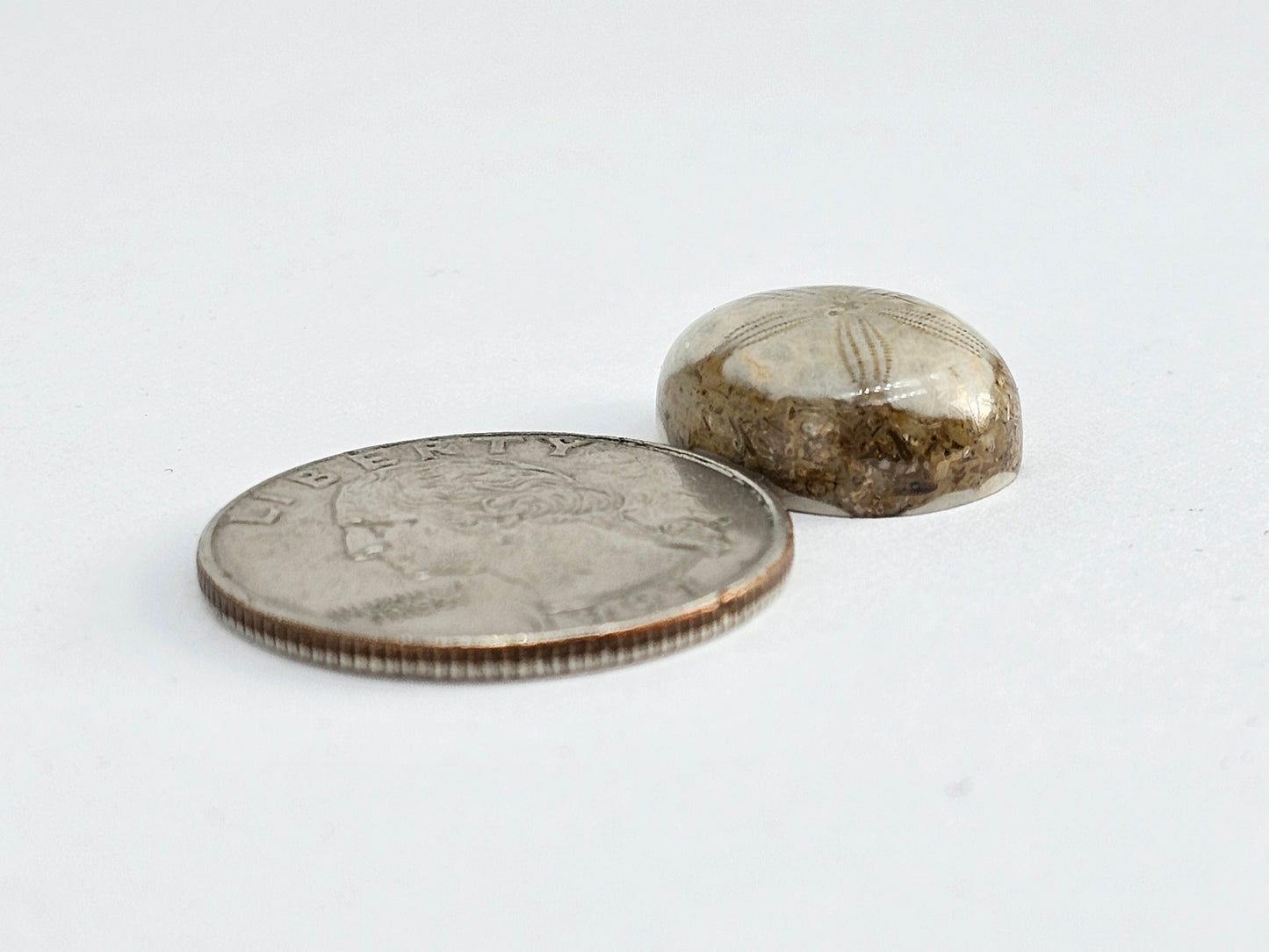 Sea Urchin (Sand Dollar) Fossil Cabochon – Mexican Echinoid