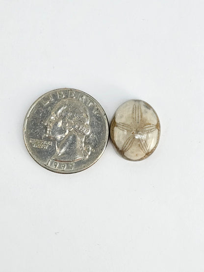 Sea Urchin (Sand Dollar) Fossil Cabochon – Mexican Echinoid