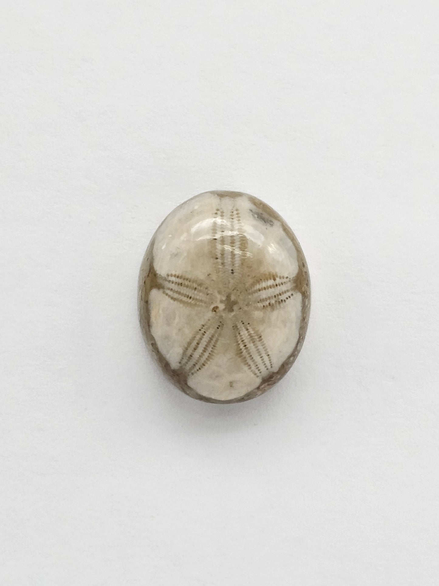 Sea Urchin (Sand Dollar) Fossil Cabochon – Mexican Echinoid
