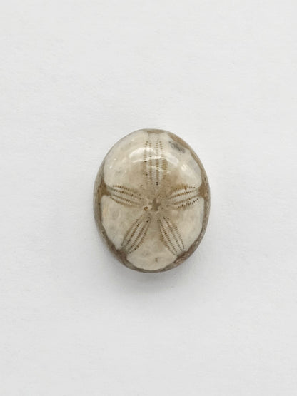 Sea Urchin (Sand Dollar) Fossil Cabochon – Mexican Echinoid