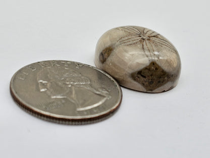 Sand dollar fossil medium
